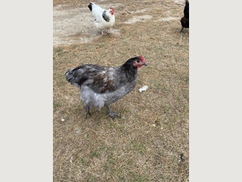 Image 1 of 3