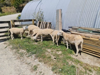 Image 1 of 8