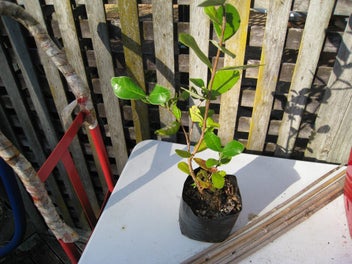 Image 1 of 4