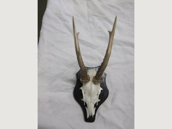 Image 1 of 7