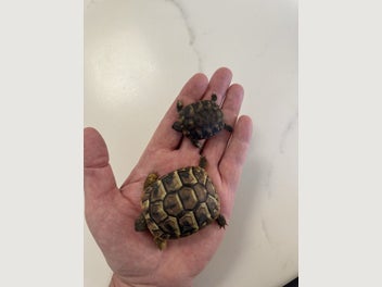 Image 1 of 10