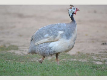 Image 1 of 4