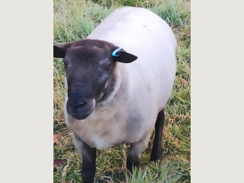 Image 1 of 4