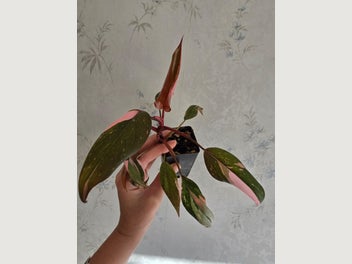 Image 1 of 9