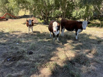 Image 1 of 4