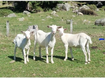 Image 1 of 7