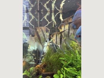 Image 1 of 9
