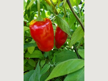 Image 1 of 12