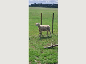 Image 1 of 7