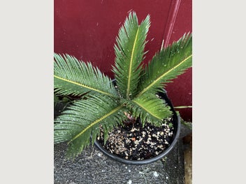 Image 1 of 7