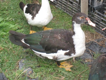 Image 1 of 8