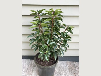 Image 1 of 5