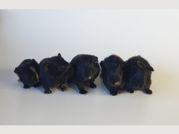 Image 1 of 11