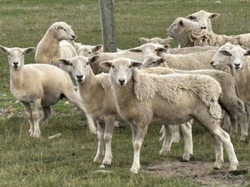 Image 1 of 4
