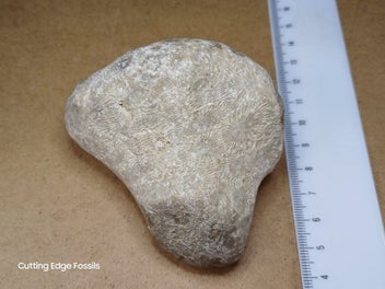 Image 1 of 15