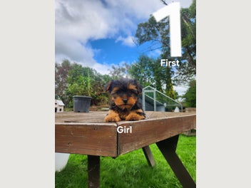 Image 1 of 12