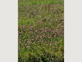 Image 1 of 9