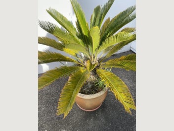 Image 1 of 7