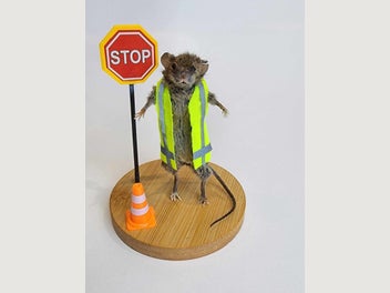 Image 1 of 2