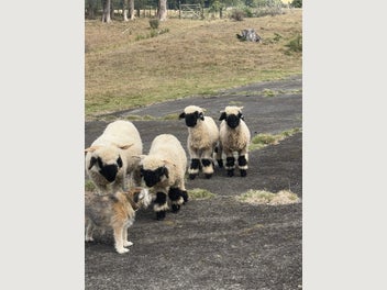 Image 1 of 4