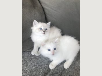 Image 1 of 15