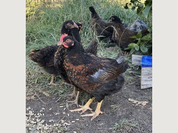 Image 1 of 3