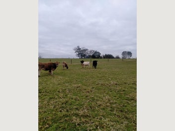 Image 1 of 12