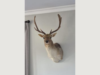 Image 1 of 7