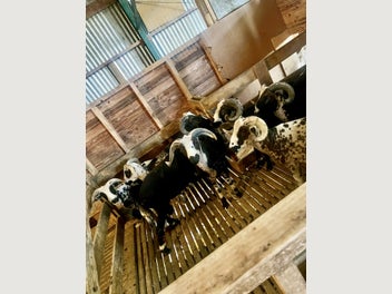 Image 1 of 6