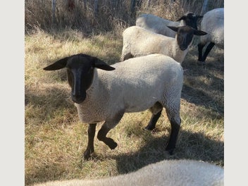 Image 1 of 7