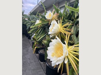 Image 1 of 20