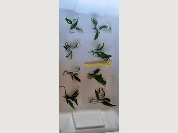 Image 1 of 9