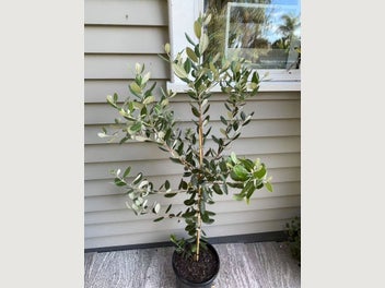 Image 1 of 5