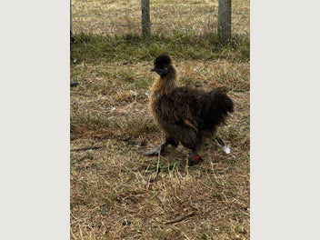 Image 1 of 2