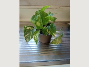 Image 1 of 10
