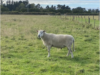 Image 1 of 4