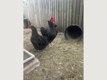 Image 1 of 3