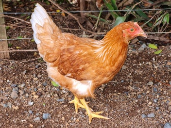 Image 1 of 12