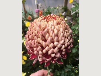 Image 1 of 4