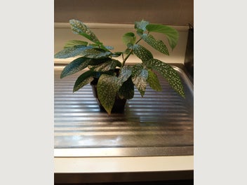 Image 1 of 10