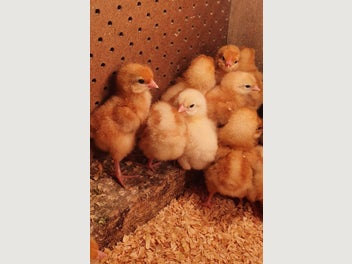 Image 1 of 5