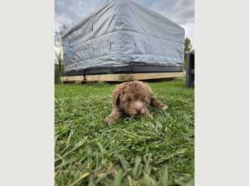 Image 1 of 12
