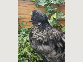 Image 1 of 7