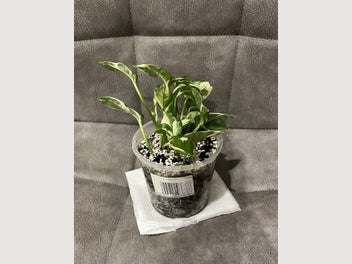 Image 1 of 11