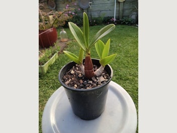 Image 1 of 3