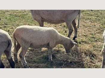 Image 1 of 6