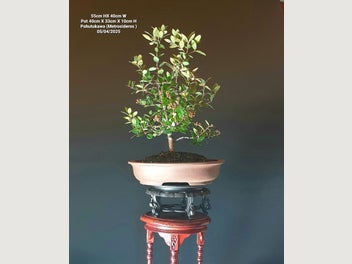 Image 1 of 8
