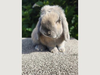 Image 1 of 4