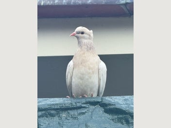 Image 1 of 11