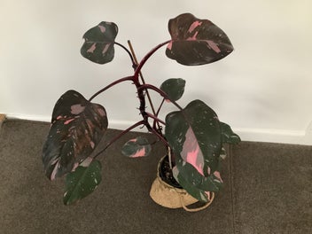 Image 1 of 3